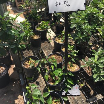 DOAN’S NURSERY - Updated March 2025 - 102 Photos & 35 Reviews - 622 S Belt Line Rd, Irving