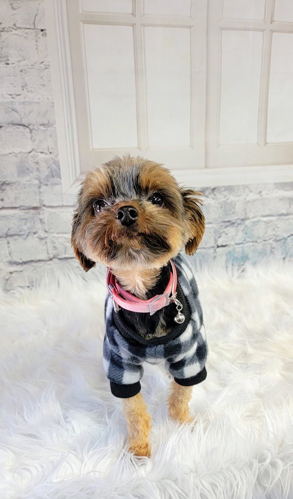 THE DIRTY DOG GROOMING AND BOARDING Updated October 2024 19 Photos