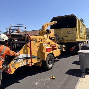 Commercial Tree Services - They hauled the palm tree away and mulched it up. - Tree Services Near Me - Los Angeles, California Commercial Tree Services - They hauled the palm tree away and mulched it up. - Tree Services Near Me - Los Angeles, California