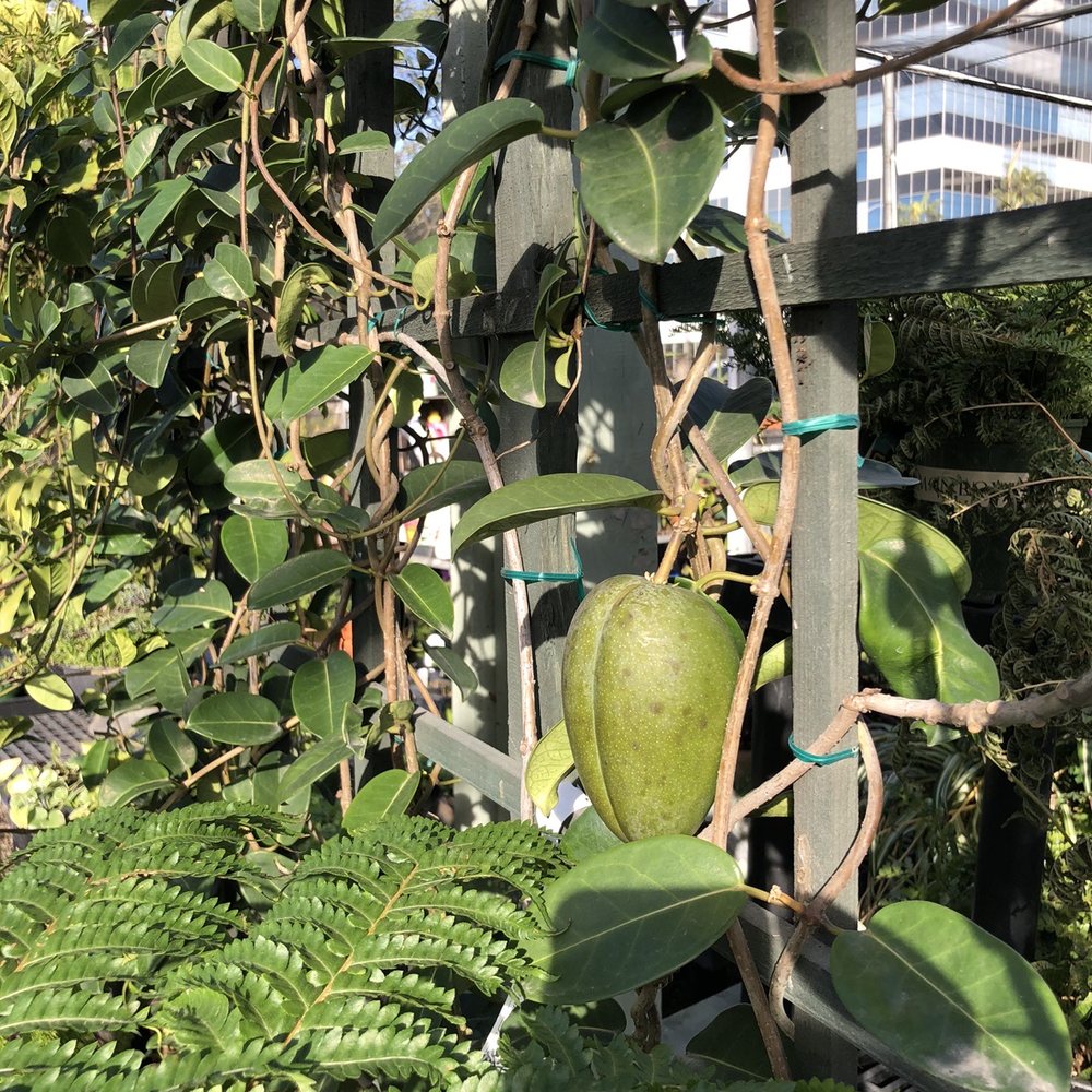 International Garden Center - Mango tree! - Nurseries & Gardening Near Me - El Segundo, California International Garden Center - Mango tree! - Nurseries & Gardening Near Me - El Segundo, California