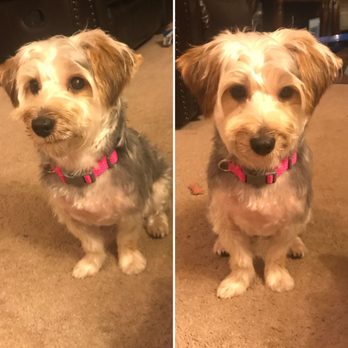 Petaleashous - My precious new client. She had her first haircut and was real brave. - Pet Groomers Near Me Petaleashous - My precious new client. She had her first haircut and was real brave. - Pet Groomers Near Me