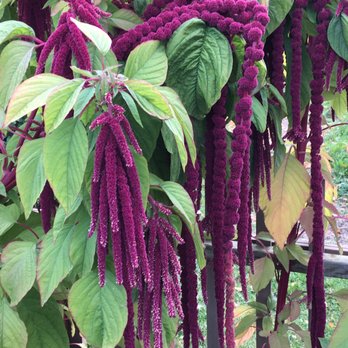 Georgeson Botanical Garden - Botanical Gardens Near Me - Fairbanks, Alaska