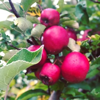 Saratoga Apple - Fruits & Veggies Near Me - Schuylerville, New York Saratoga Apple - Fruits & Veggies Near Me - Schuylerville, New York