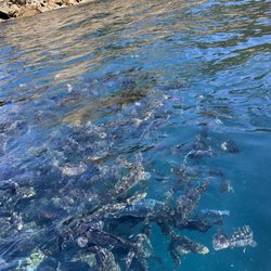 Catalina Glass Bottom Boat Co