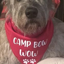 Camp Bow Wow Cincinnati