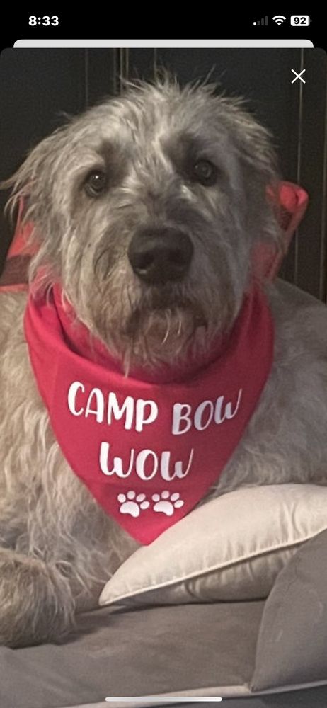 Camp Bow Wow Cincinnati - pet boarding facility in Cincinnati, OH