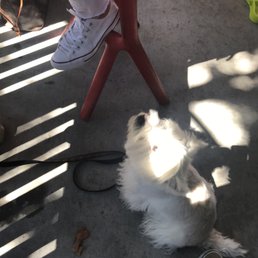 Pet friendly street side patio. Yay! Pet friendly street side patio. Yay!