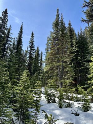 Jasper National Park by null
