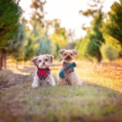 Pet Paradise Stone Oak