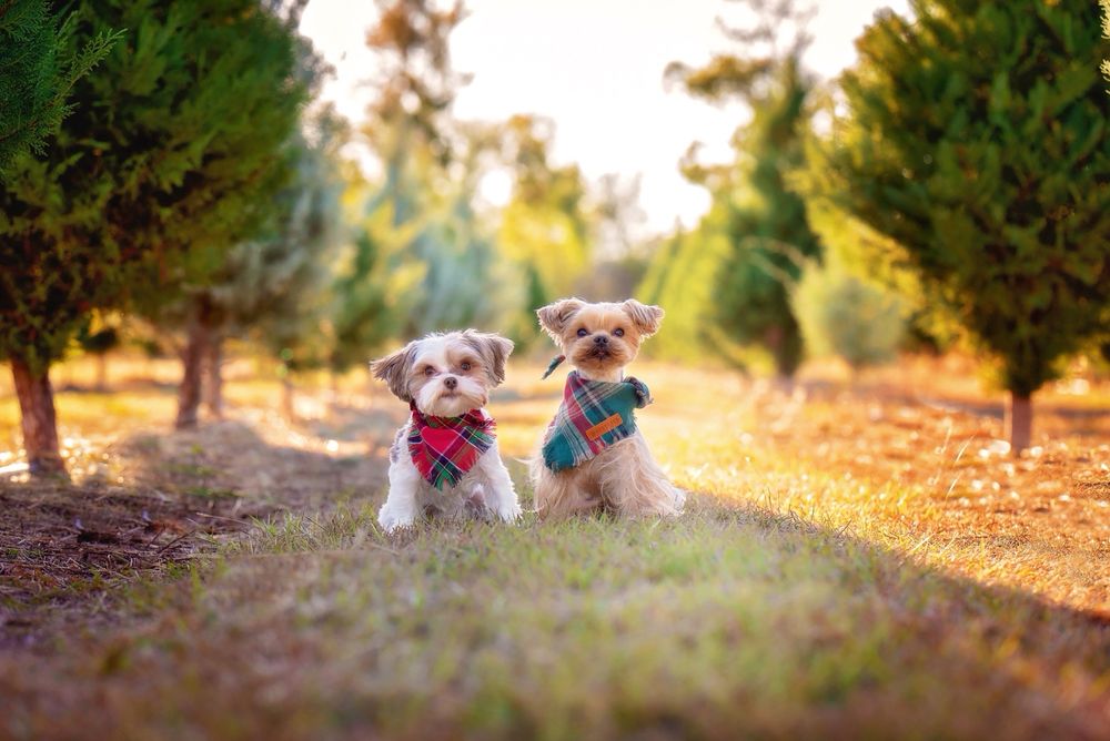 Pet Paradise Stone Oak - pet boarding facility in San Antonio, TX