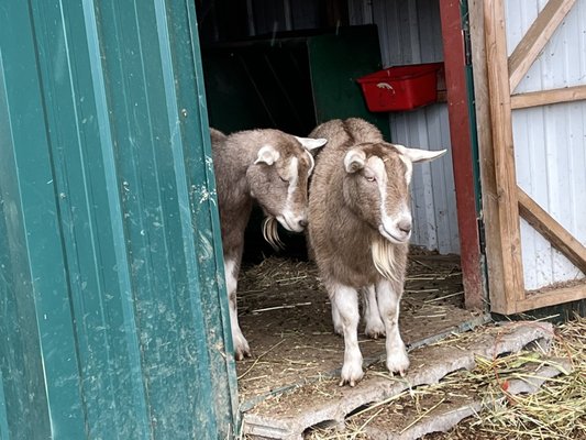 Bushue's Family Farm by null
