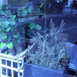 La Cantine - Plantes....