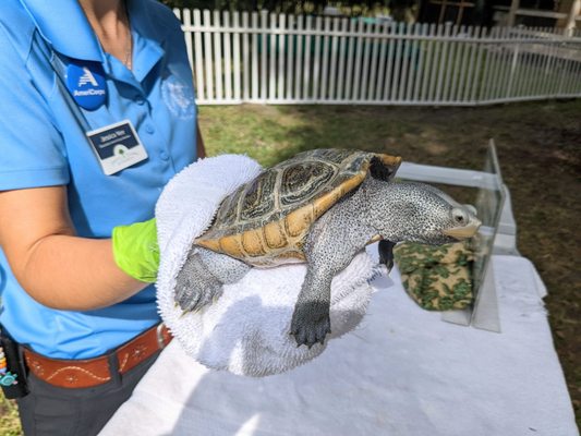 Georgia Sea Turtle Center by null