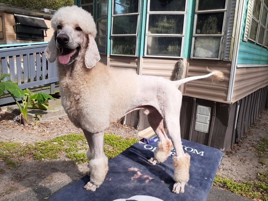 Honey's Pet Salon
