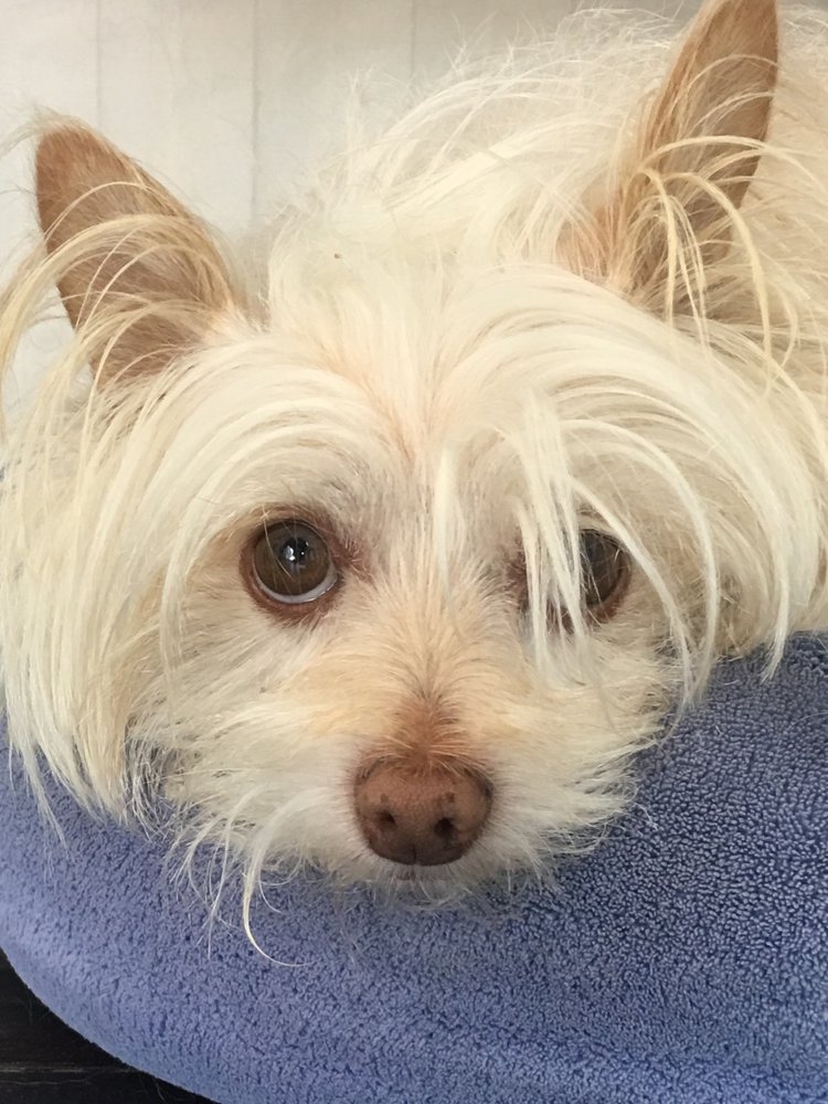 COASTAL PET SITTERS Updated August 2024 15 Photos Laguna Niguel