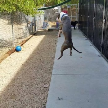 Second Home Pet Resort - Fetch Riley! - Pet Groomers Near Me - Phoenix, Arizona Second Home Pet Resort - Fetch Riley! - Pet Groomers Near Me - Phoenix, Arizona