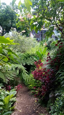 Wendy Whiteley's Secret Garden by null