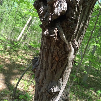 Crow's Nest Natural Area Preserve - Snake skin - Parks Near Me - Stafford, Virginia Crow's Nest Natural Area Preserve - Snake skin - Parks Near Me - Stafford, Virginia