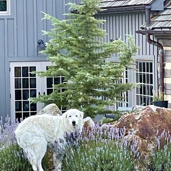 Inn at MeadowCroft - Tilly modeling in the lavender - Bed & Breakfast Near Me - Swoope, Virginia