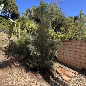 Zion Landscape - He removed the dead palm tree and replaced it with a new olive tree. - Landscaping Near Me Zion Landscape - He removed the dead palm tree and replaced it with a new olive tree. - Landscaping Near Me