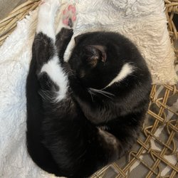 Fat Cat Café