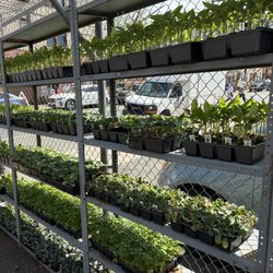 International Florist - Vegetable Flats available for your home gardens.