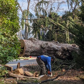1. Matamoros Tree Service & Landscaping