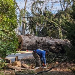 Matamoros Tree Service & Landscaping - Fallen tree