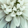 Bloomin' Art gift card