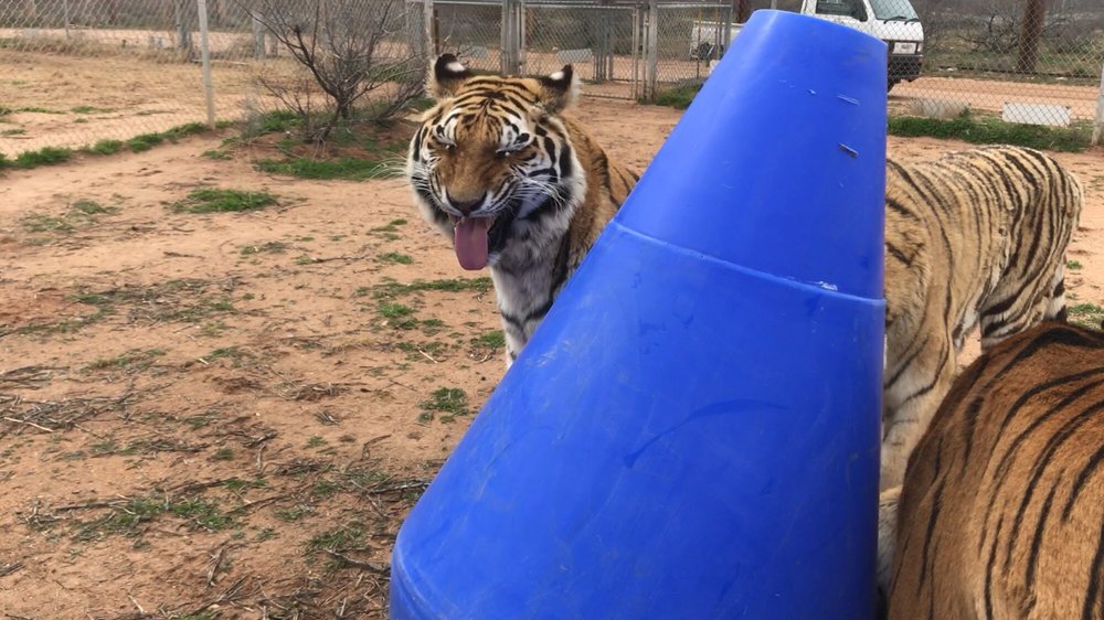 WILDLIFE TOY BOX Updated August 2024 2401 Phoenix Ave NE