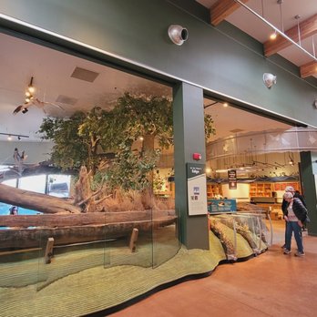 Turtle Bay Exploration Park - The image shows an indoor wildlife exhibit at Turtle Bay Exploration Park, including trees, rocks, and naturalistic elements behind a glass barrier. Visitors are seen observing the exhibit, which is part of the park's educational displays. The space has high ceilings with wooden beams and a polished floor, creating an open environment for visitors to explore the exhibit area. - Museums Near Me - Redding, California