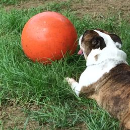 Ted and his hard ass orange ball! PS...don't kick the ball. Ted and his hard ass orange ball! PS...don't kick the ball.