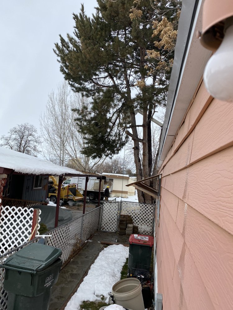 Climbing Sammy's Tree Service - tree service in Boise, ID