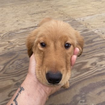 Dan Perata Training - Sadie - Pet Training Near Me - San Francisco, California