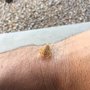 Photo of Tactical Pest Control