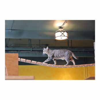Seattle Meowtropolitan - Themed Cafes Near Me - Seattle, Washington Seattle Meowtropolitan - Themed Cafes Near Me - Seattle, Washington