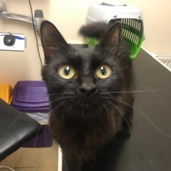 Animac Vets - Veterinarians Near Me - Edinburgh, EDH