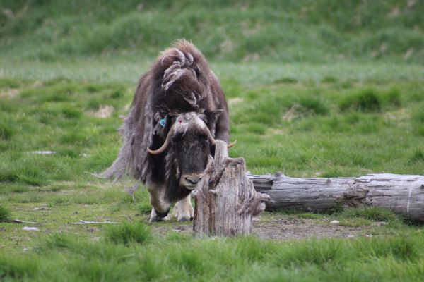 Alaska Wildlife Conservation Center by null