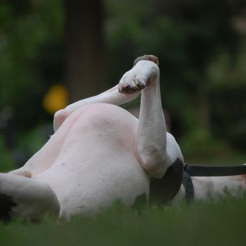 RT Photography - Pet Photography Near Me RT Photography - Pet Photography Near Me