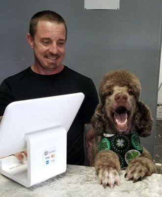 very important pet grooming salon