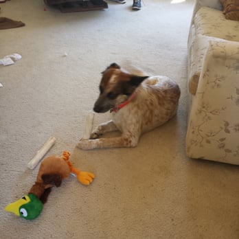 Pyramid Veterinary Hospital - Duke and his duck after the doctors visit - Veterinarians Near Me - Sparks, Nevada Pyramid Veterinary Hospital - Duke and his duck after the doctors visit - Veterinarians Near Me - Sparks, Nevada