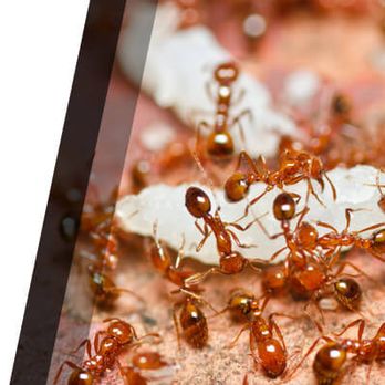 Clifford Exterminating - Clifford Exterminating - Pest Control Near Me Clifford Exterminating - Clifford Exterminating - Pest Control Near Me