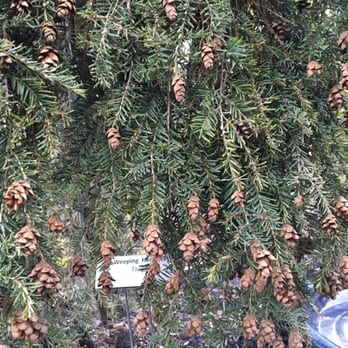 Jenkins Estate - Weeping Hemlock. Must Have - Venues & Event Spaces Near Me - Beaverton, Oregon