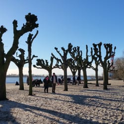 Strand Wittenbergen - Bäume am Elbstrand