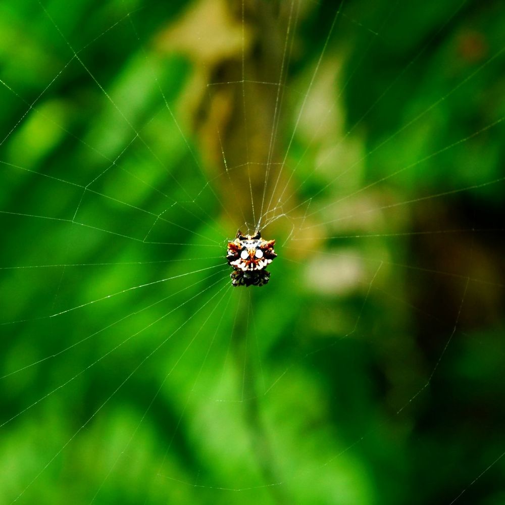 Onomea Bay - Spiny orb spider - Local Flavor Near Me Onomea Bay - Spiny orb spider - Local Flavor Near Me