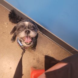 Loved it!!   Great job today.  Oli is so happy....you have a great groomers and so close by. Thank you