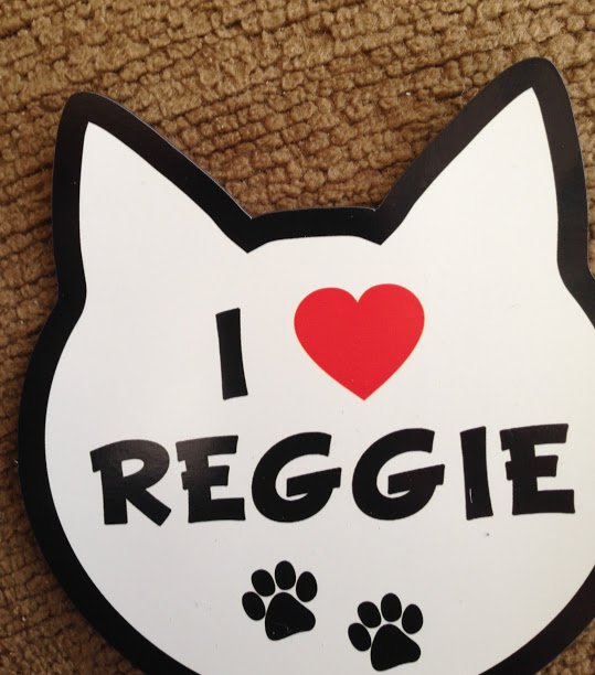 POSITIVELY PETS Updated October 2024 10 Photos & 18 Reviews 152 Windsor Hwy, New Windsor