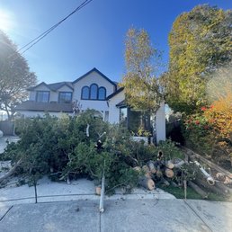 From the neighbor's tree branches overhanging in our backyard!