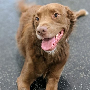 Dogtopia - Pet Boarding Near Me - Lake Oswego, Oregon