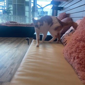 Cat Cafe Maui - Pet Adoption Near Me - Kahului, Hawaii Cat Cafe Maui - Pet Adoption Near Me - Kahului, Hawaii